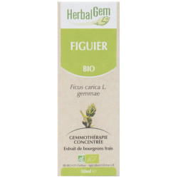 FIGUIER 50ML