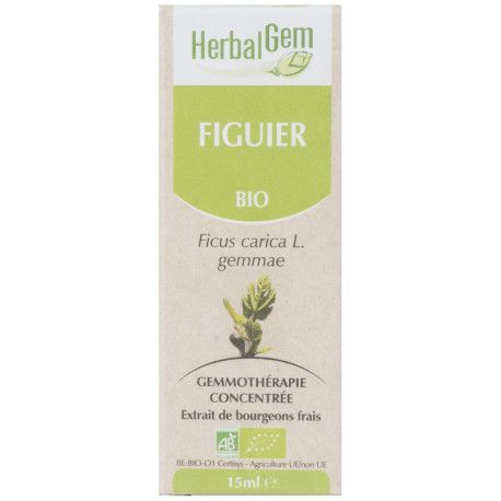 FIGUIER 15ML