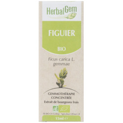 FIGUIER 15ML